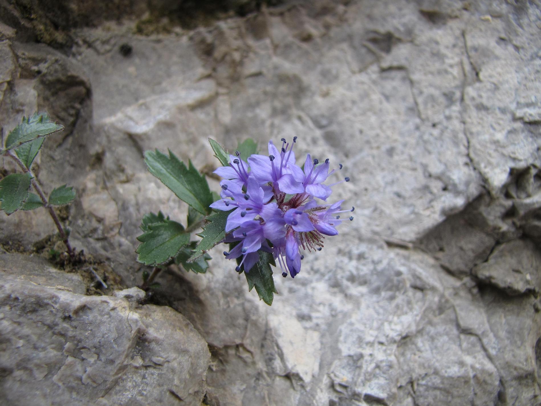 Le rupi fiorite del Garda